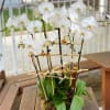- 6 Stems White Phalaenopsis Orchids
- Round Pot (Random color)
