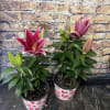 Potted Stargazer Lily planter can be planted outside and will come back