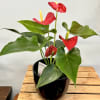 Anthuriums like a well-lighted place, but not direct sunlight. They love warmth