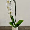 This classic white orchid would look lovely in any home or office!