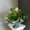 Beautiful mix of green houseplants potted in a decorative bird bath. Perfect