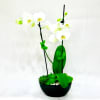 A beautiful mix of white orchid with succulent plant, comes in a
