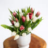 Simple, elegant, and stunning -- the tulip is considered by many to
