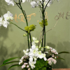 DUBBLE WHITE ONCIDIUM ORCHID PLANT IN THE WHITE PORCELAIN VASE