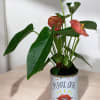 Adorable anthurium plant in a fun container! What a great way to