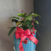 Beautifully potted anthurium with a stromanthe and calathea in a decorative blue