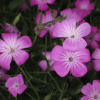 Agrostemma githago (Corncockle)

With delicate pink blooms and slender stems, Corncockle Rose adds