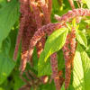 Amaranthus cruentus
Featuring cascading coral plumes, this variety is both elegant and vibrant.