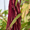 Amaranthus cruentus
Known for its cascading, rope-like blooms in deep red, this Amaranthus