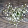 Gypsolphilia elegans
A classic filler with delicate white flowers, Baby&rsquo;s Breath adds a