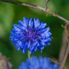 Short Description. With vivid blue blooms, this Bachelor Button variety is a