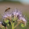 Lacy Phacelia. True to its name, this vibrant filler is a magnet
