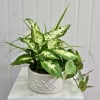 Three mixed 4" Indoor Green Plants in a Ceramic Container. Or as
