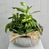 6 Mixed 4" Indoor Green Plants in a Cement Container. Or as