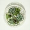 For the lovers of low maintenance, the unusual, and style. This terrarium