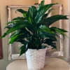 Send your condolences with this Spathiphyllum (Peace Lily) plant. 8in pot.