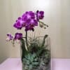 Orchids , Succulents  in 6&rdquo; x 6&rdquo; glass container 