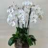 Artifitial Flower Orchid Arrangment made to last 