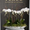 A sleek and timeless luxury orchid planter featuring premium white Phalaenopsis orchids