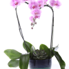 Light lavender Phalaenopsis orchid plants artfully arranged in the shape of a