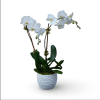 A graceful Two-stem white phalenopsis orchid presented in a modern decorative planter.