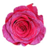 1 Dozen Hot Pink Glitter Roses 