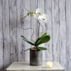 A classy phalenopsis orchid plant is presented in a chic metal cylinder.