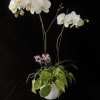 A beautiful, double spike Orchid in flower, planted in a modern Ceramic