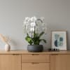 A high quality Triple white flower orchid arrangement with a vase 12.5"