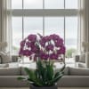 A high quality Five purple orchids arrangement with a vase 12.5" D