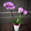 Enjoy a long-lasting blooming Phalaenopsis orchid plant, decorated with shaped wire and