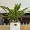 A 6" dracaena in a white pot. 