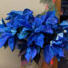Make spirits bright with the Sapphire Sparkle Poinsettia. Its rich blue petals
