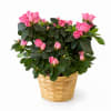Soft, graceful, and full of life, the Blush Bloom Azalea features vibrant