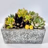 This succulent terrarium is presented a 4"*8" rectangle planter. It's great for