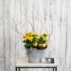 A yellow kalachoe plant is presented in a classic, galvanized container, with