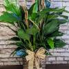 The Peace Lily is a popular houseplant known for its lush, dark