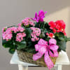 For the plant and flower lover, this triple basket of 6.5 inch