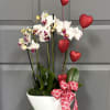 For the plant lover in your life... These beuautiful petite cymbidium orchid