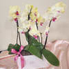 Brighten someone's day with this lovely orchids elegantly arranged in a sleek