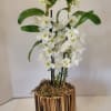 Perfect for this Valentine's season, this white dendrobium is quite exotic and