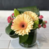 Minnesota grown Gerbera daisies, spray roses,  and lilies mix in this