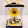 A real Ecuadorian sunflower, professionally preserved to maintain its natural beauty for