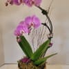 A gorgeous cheery color to brighten any room. This 2-stem Phalaenopsis orchid