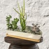 The Petite Succulent Jewel Box
Bring a touch of sophisticated, enduring greenery into