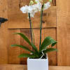 White double orchid plant in ceramic container.

Looking for another color? Give us