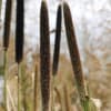 Featuring tall stalks with textured seed heads, Broomcorn Millet is a versatile