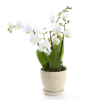  Short double white mini phalaenopsis orchid with a yellow throat dressed