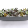 We put an assortment of succulents into a modern elongated container. We