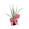 4 inch potted Aloe plant in red ceramic pot with pick and